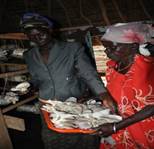 harvesting mushrooms